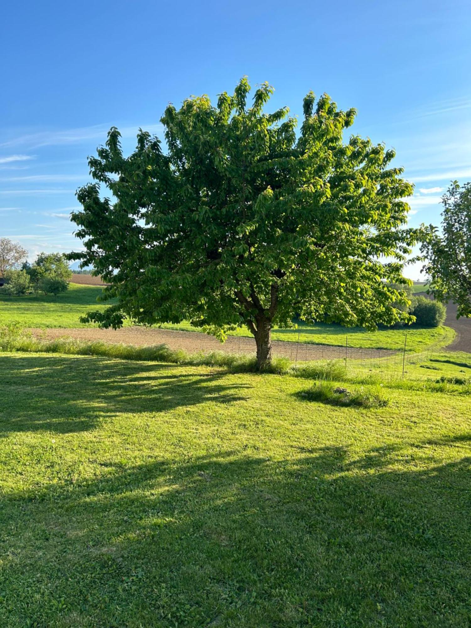 Babsi Appartments - Leben Am Land Wels Dış mekan fotoğraf
